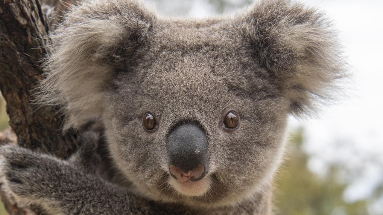 100 businesses write to NSW Premier Chris Minns over Great Koala National Park