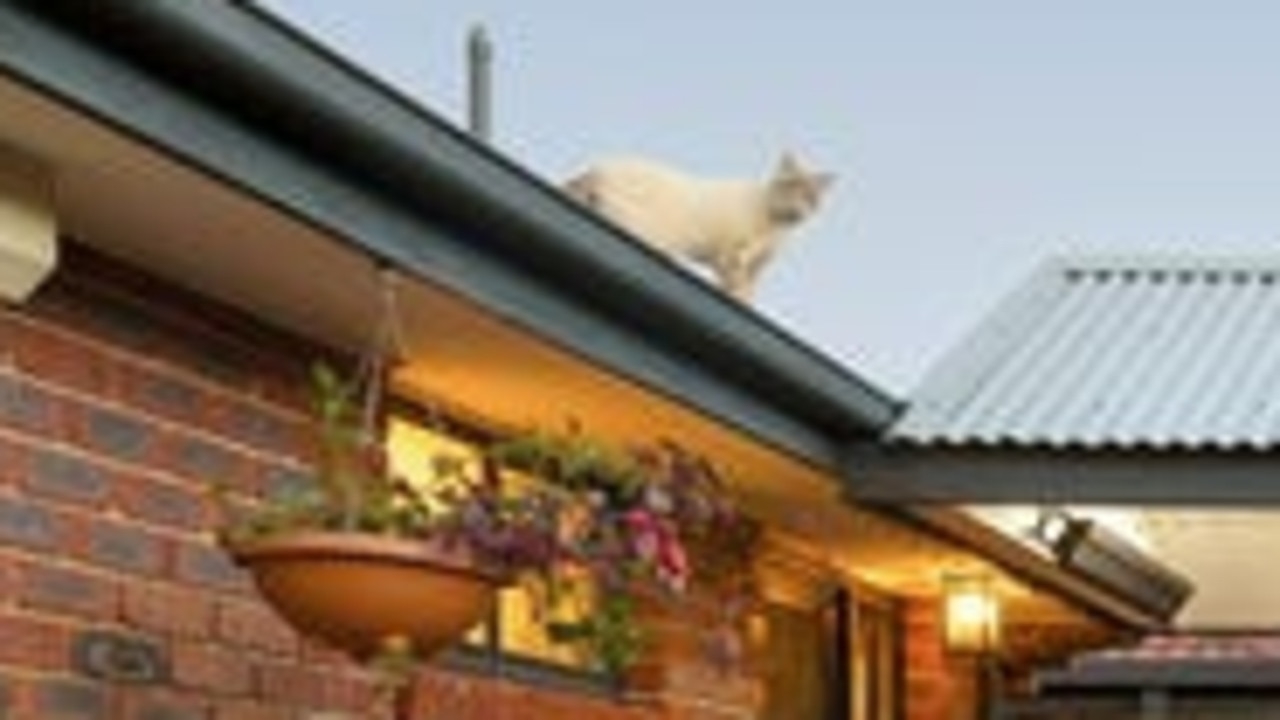 Werribee family's almost $200k Amazon thanks to cat