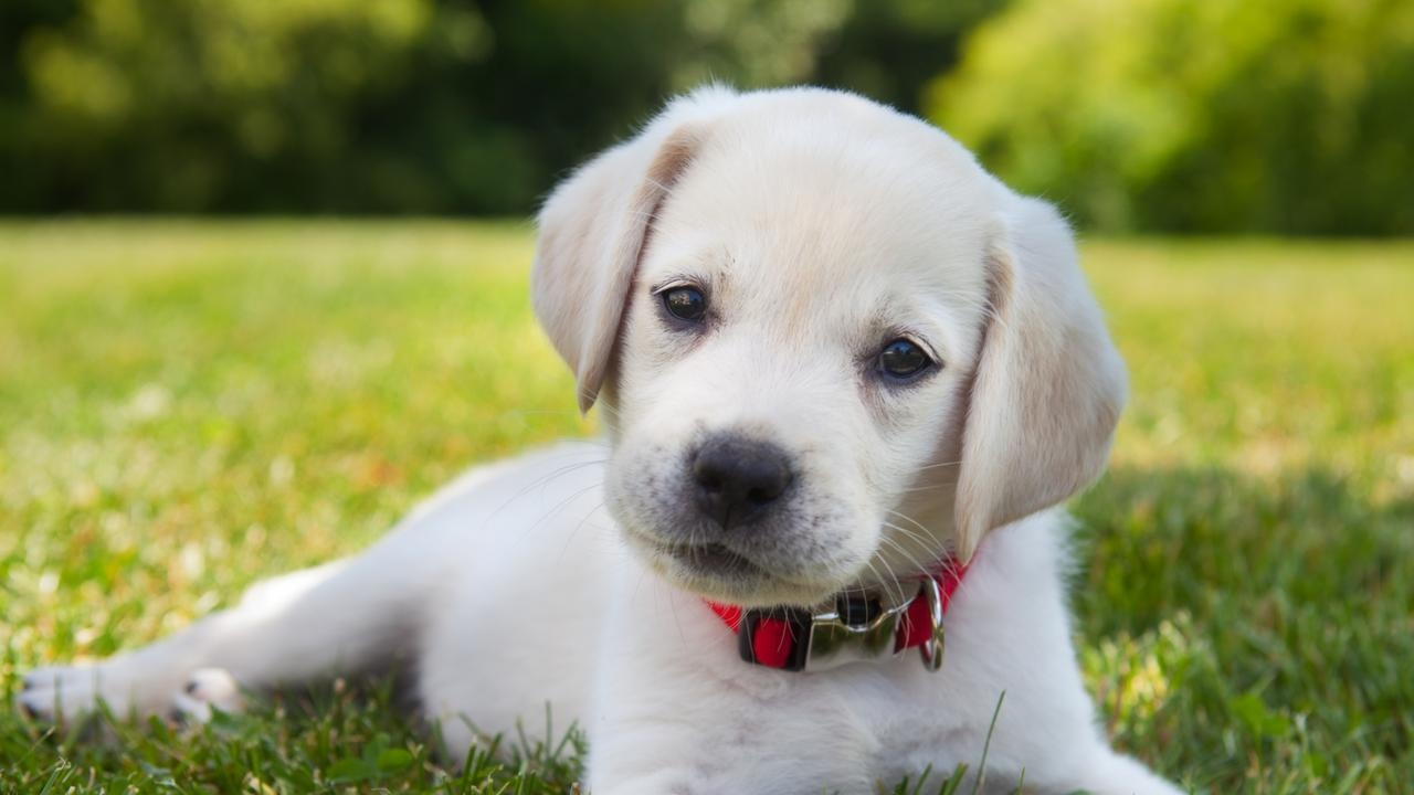 ‘Pet bidding' on rise as renters give up animals to secure homes