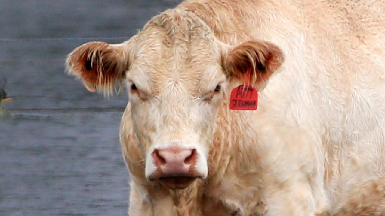 Man allegedly steals cow semen, embryos and Wagyu cattle from his former employer