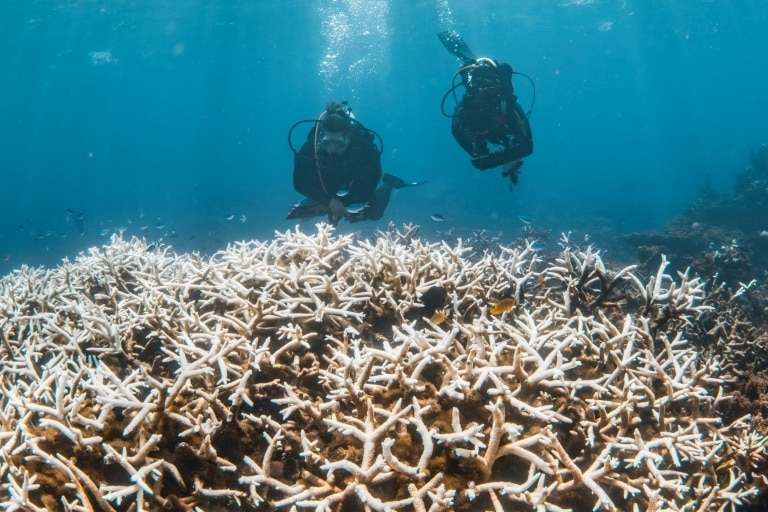 In a hotter future, what comes after coral reefs die?