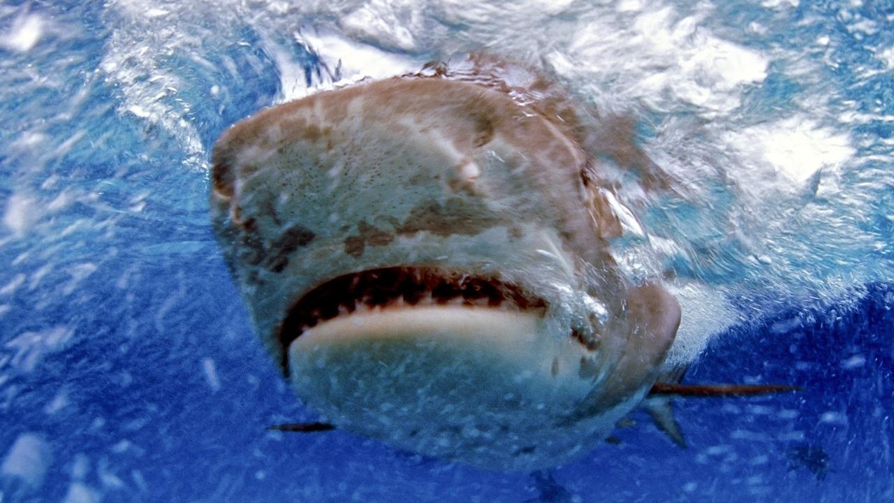 Teen injured in shark attack at popular beach