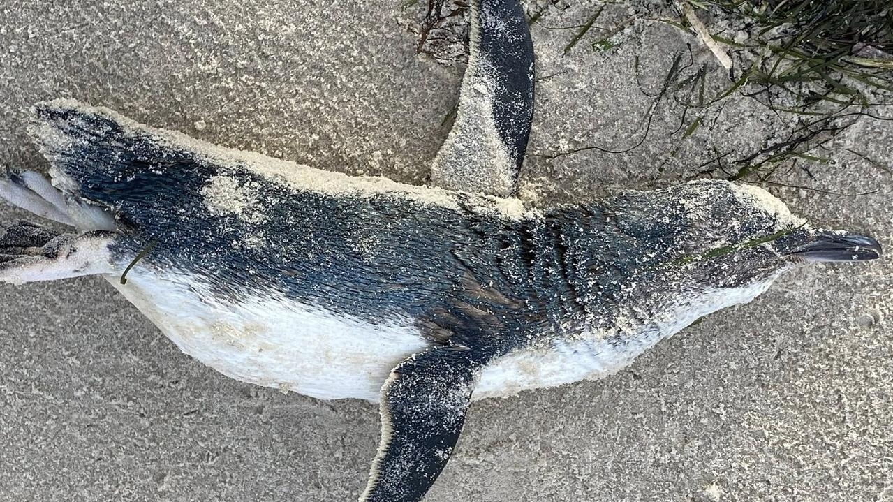 Greens Senator Sarah Hanson-Young writes to PM for algae bloom disaster declaration