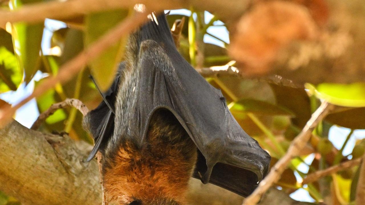 Northern NSW man critical after being bitten by a bat