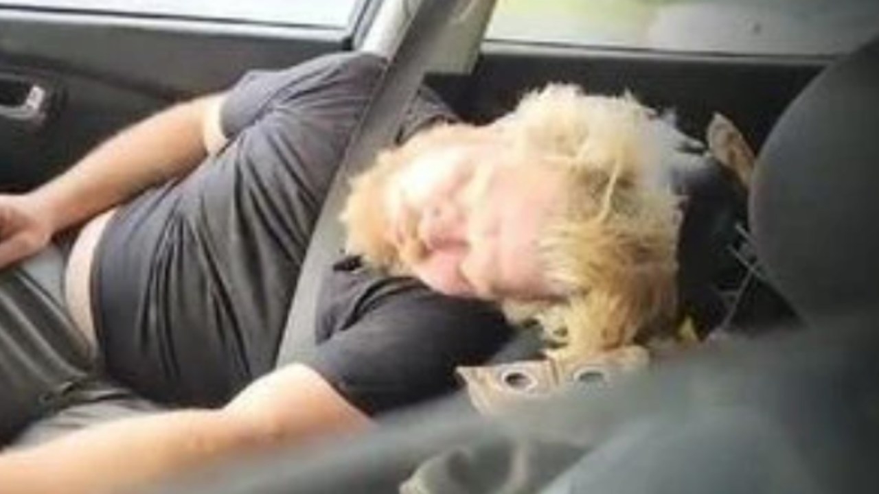 Pheobe Bishop's housemate James Wood pictured sleeping in car with dog after Gin Gin property declared crime scene as police discover weapons