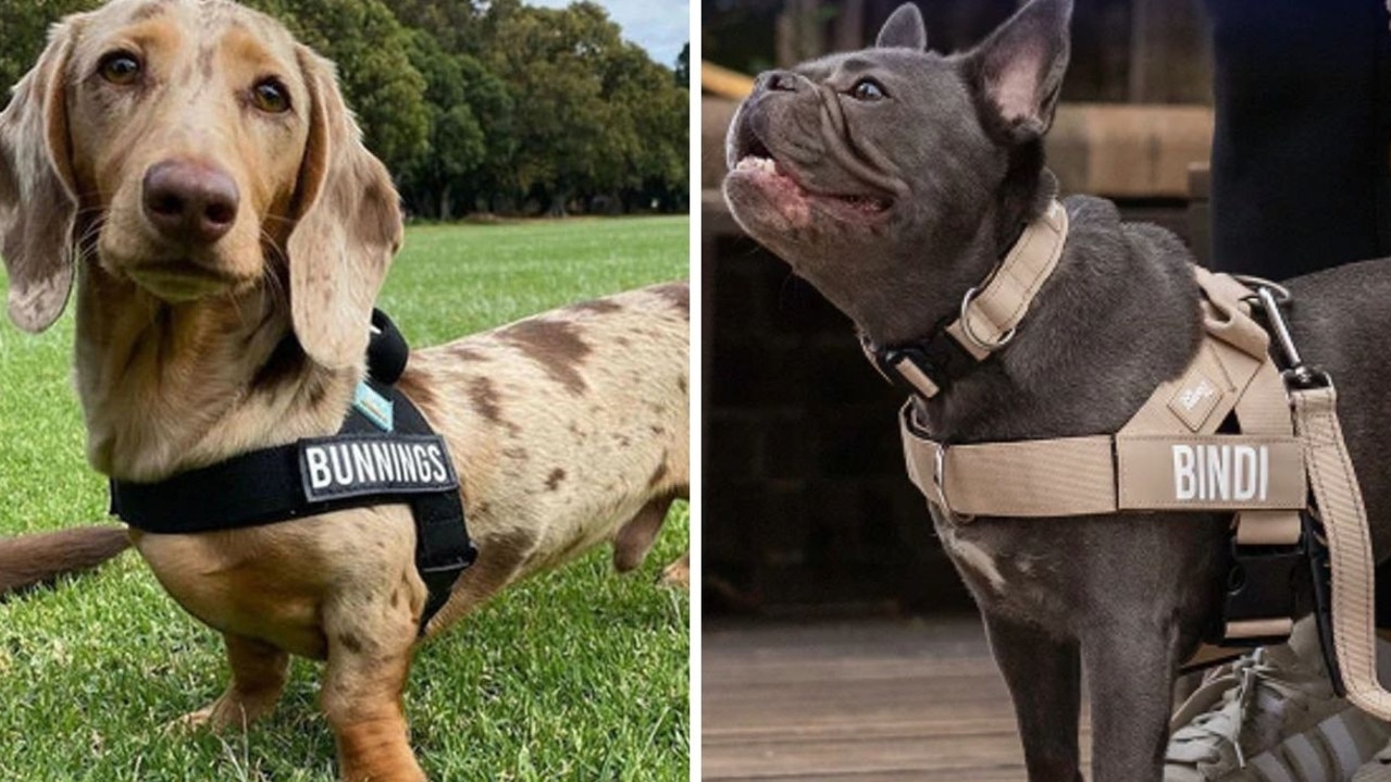 ‘Bunnings': Aussie dog names ranked
