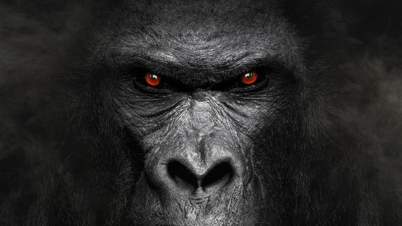 Who would win? No-rules fight between 100 average human men and one adult male gorilla