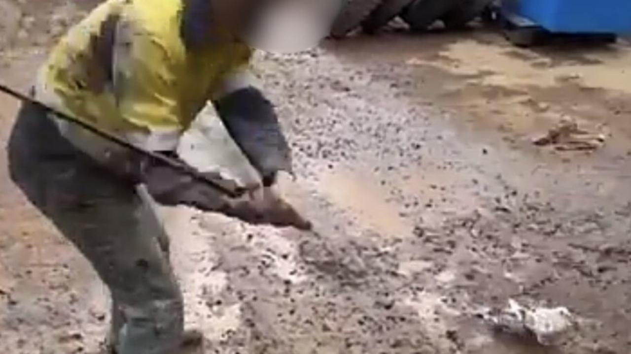 ‘May his soul rest in peace': Sick post after pigeon attacked with golf club by trio of Western Australian men