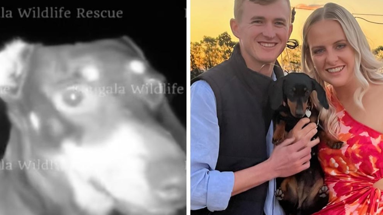 Famous dachshund Valerie missing on Kangaroo Island returns to grateful owners after 529 day search