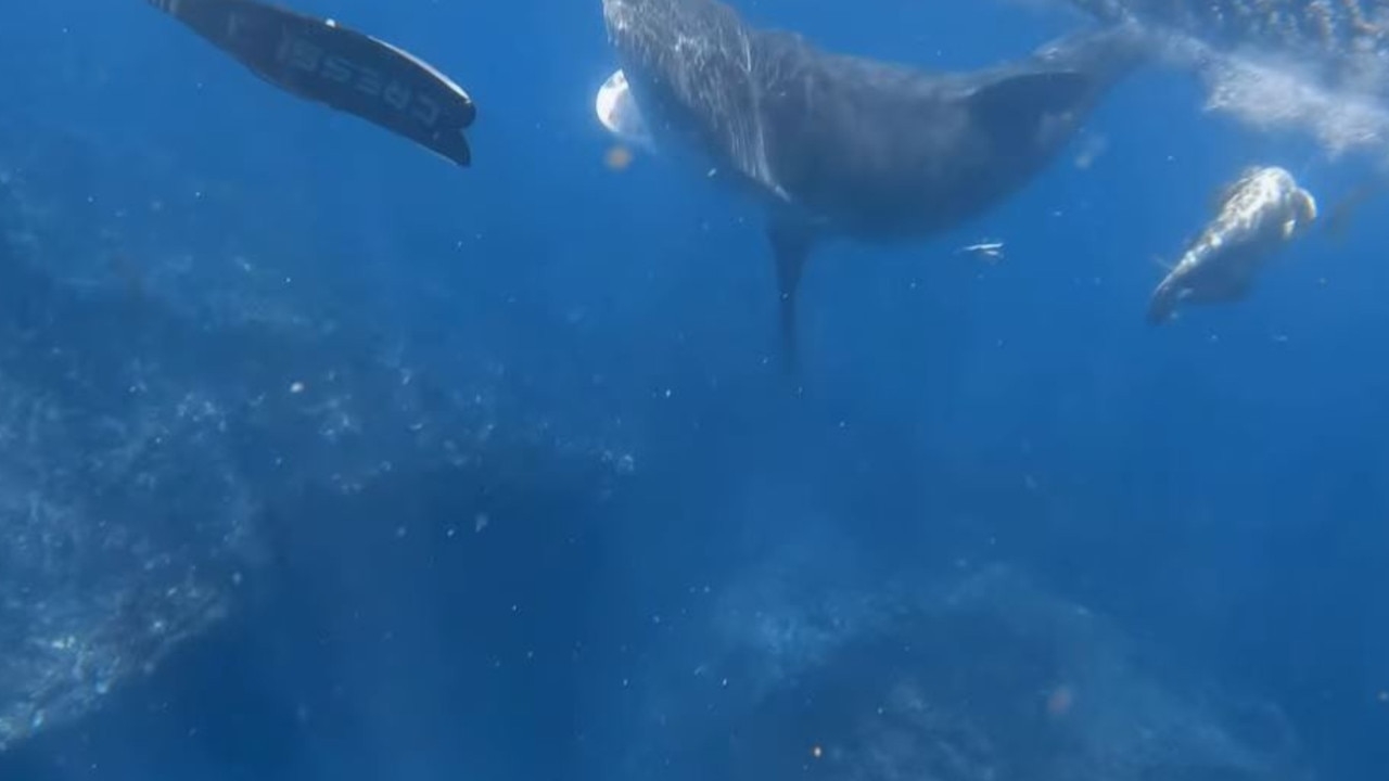 GoPro captures a West Australian woman's spine tingling encounter with a huge tiger shark