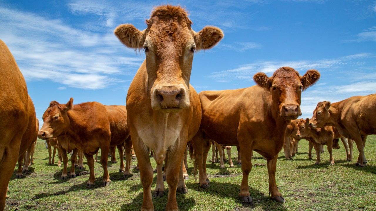 Woolworths, McDonald's and Coles say they will not stock US beef despite relaxed biosecurity measures