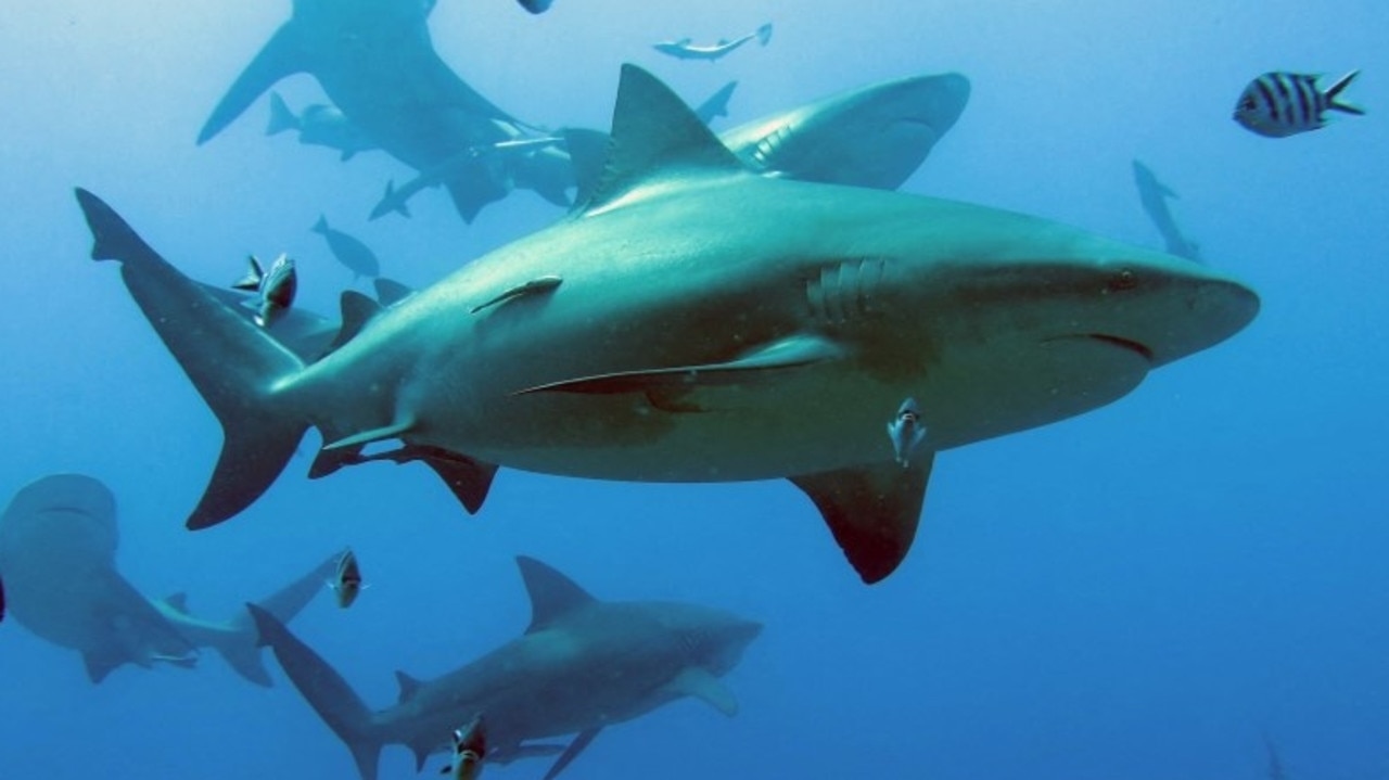 Warning climate change could keep bull sharks in Sydney waters ‘year-round'