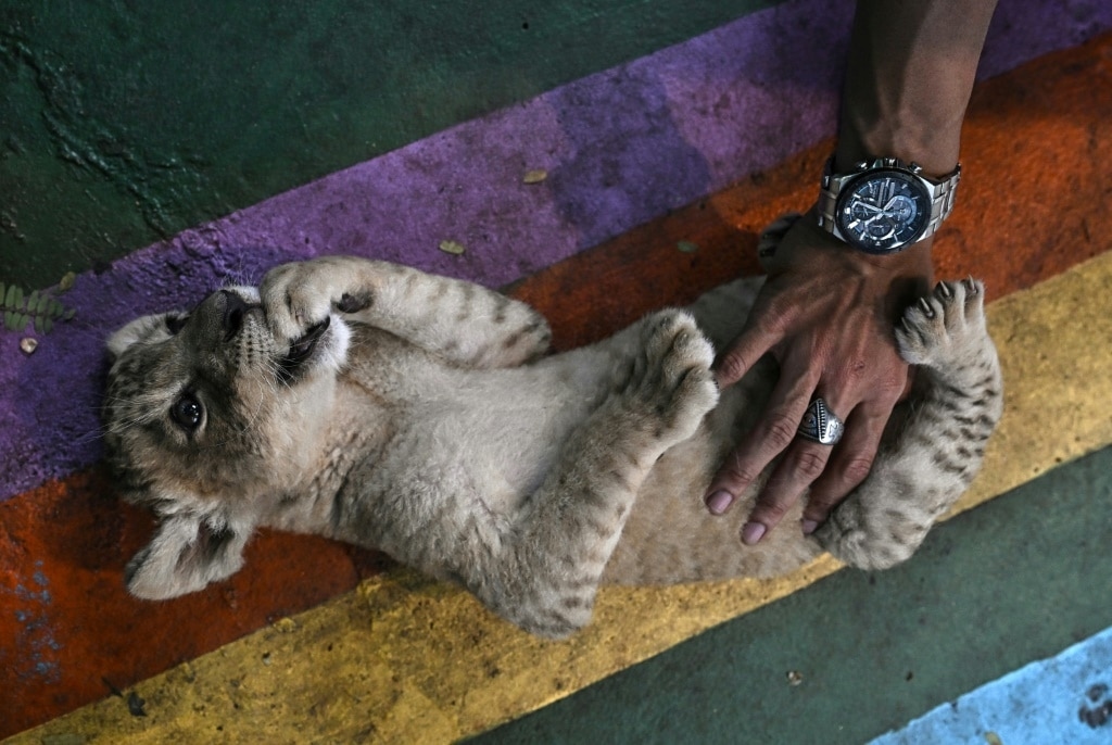 'Absolute madness': Thailand's pet lion problem