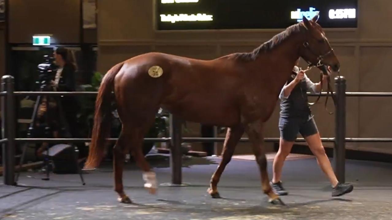The Everest winner Bella Nipotina fetches Chairman's Sale record $4.2 million