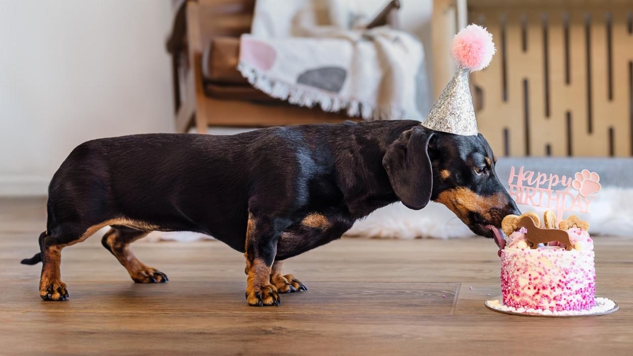 Reunited owners of dachshund Valerie share stunning update