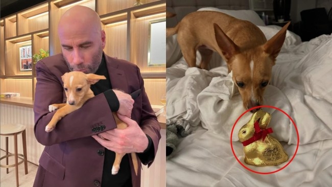 'Not to worry': Hollywood star John Travolta's seemingly innocent snap with rescue dog Peanut sparks concern from fans