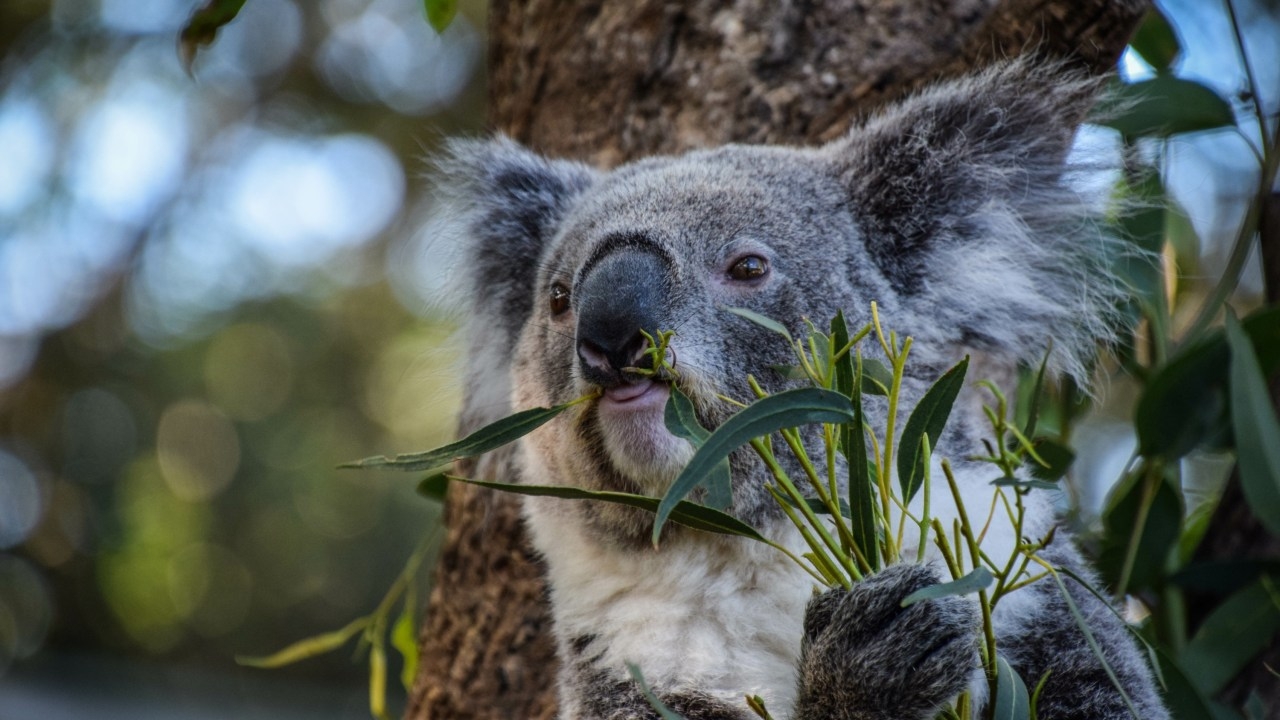 Victorian Premier Jacinta Allan defends mass koala cull in Victoria's Budj Bim National Park amid fierce backlash from wildlife advocates