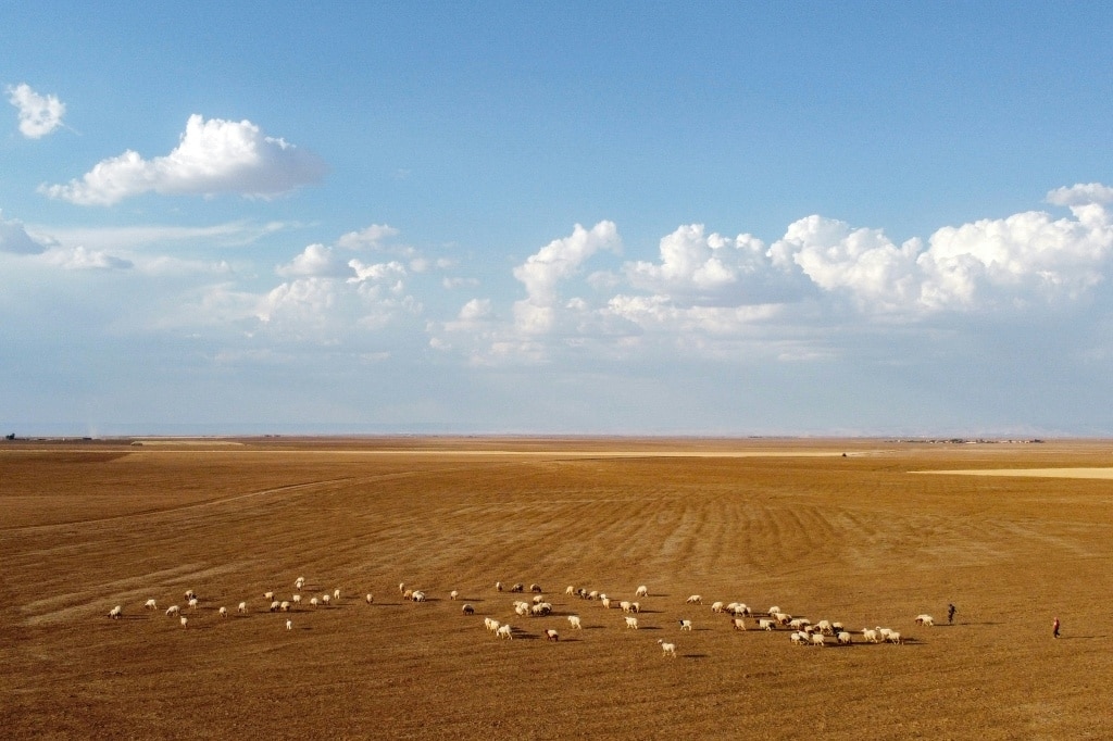 Syria's wheat war: drought fuels food crisis for 16 million