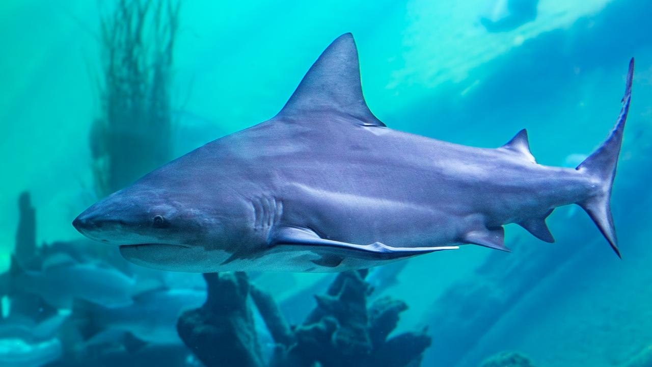 Shock as Sydney Zoo confirms death of two bull sharks