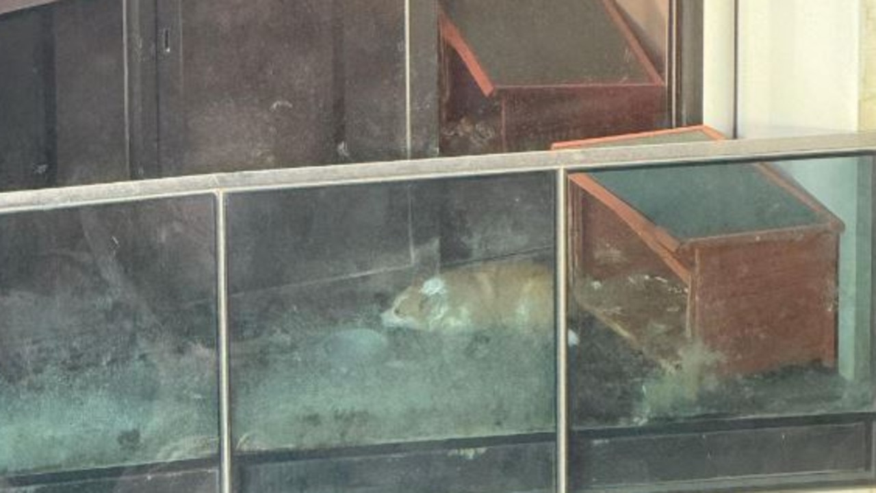 Heartwarming update after viral clip of corgi outraged the nation