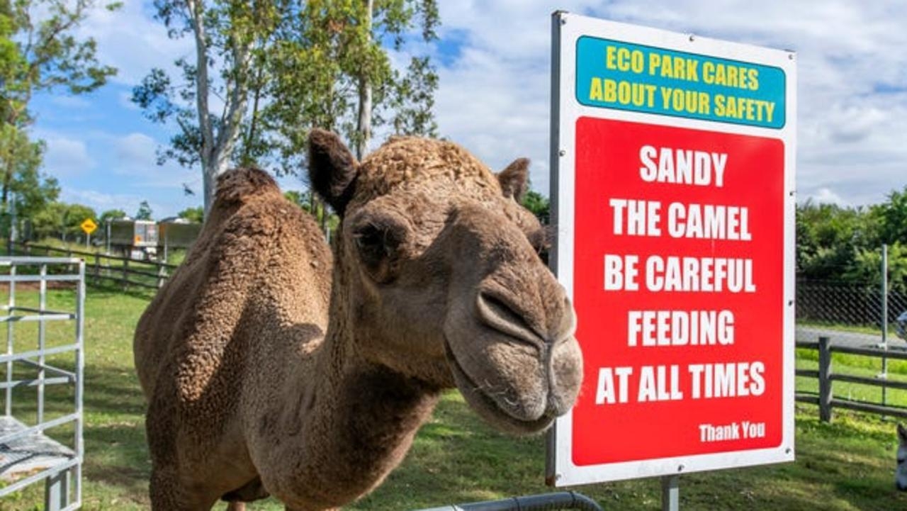 Business listed for sale complete with a camel called Sandy