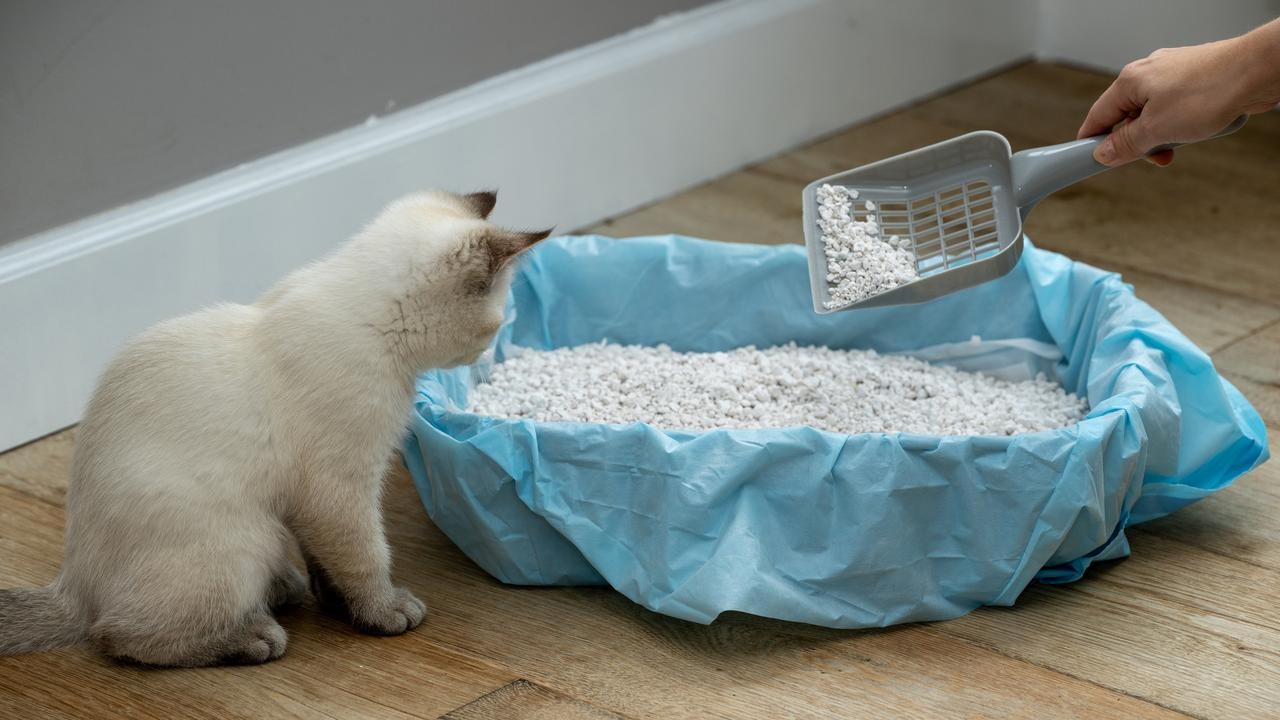 /best cat litter/