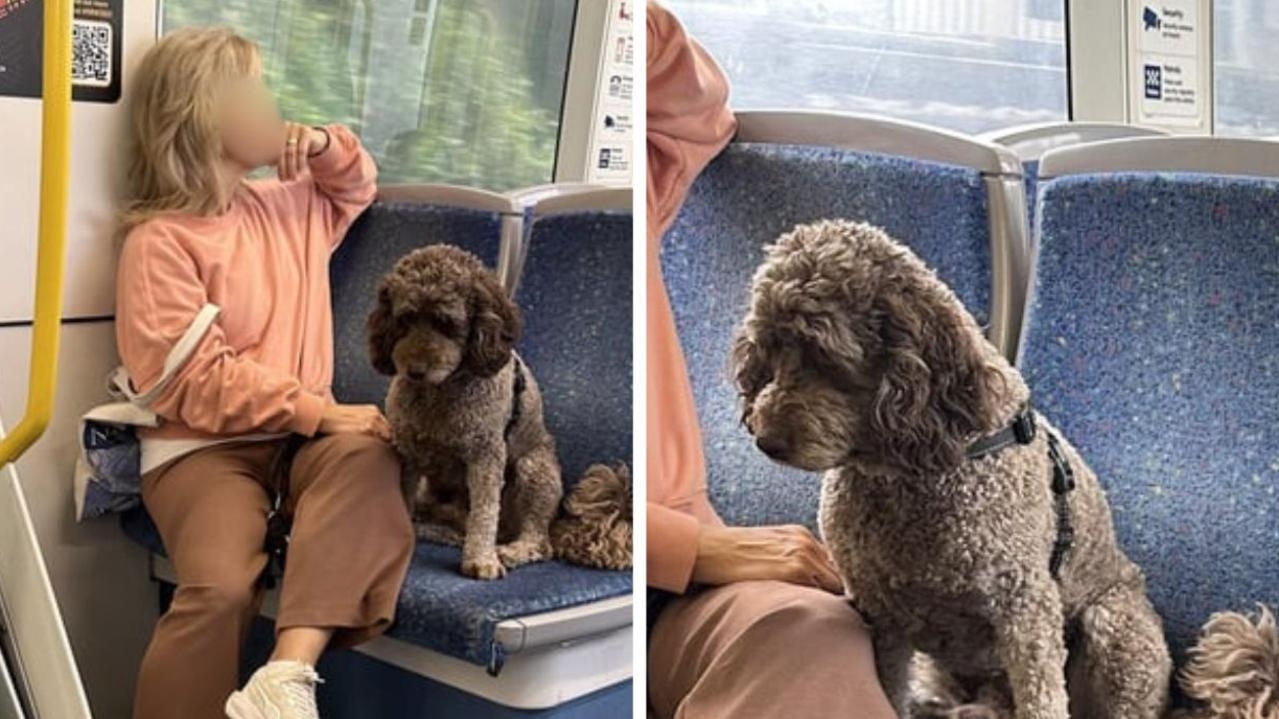 Sydney dog owner's ‘entitled' light rail act angers