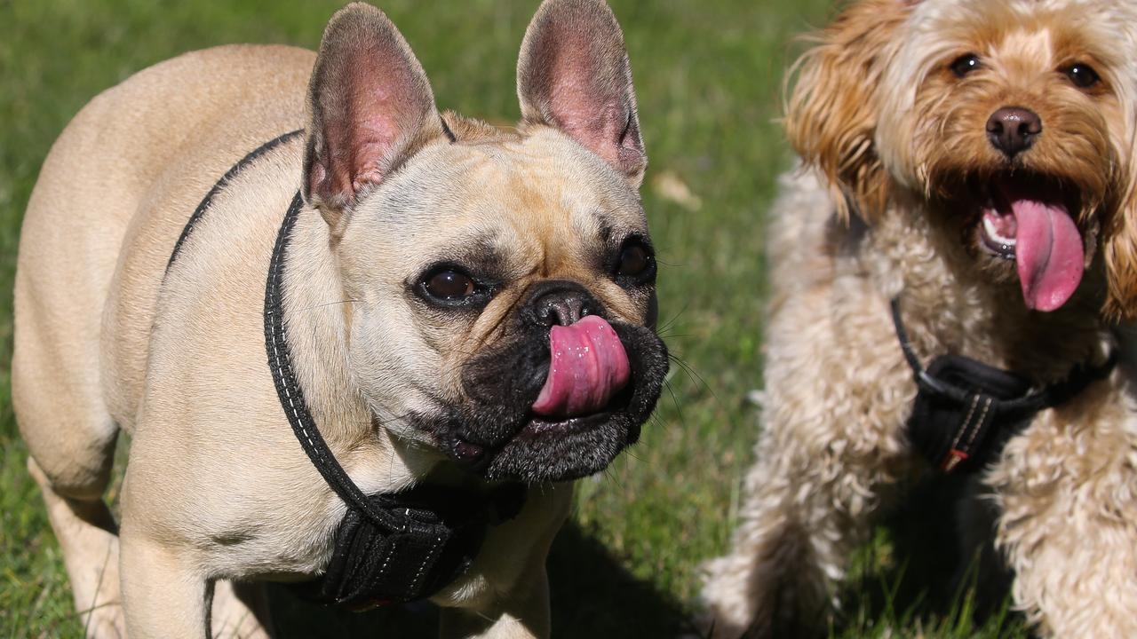 How to keep your dog healthy and happy while living in an apartment