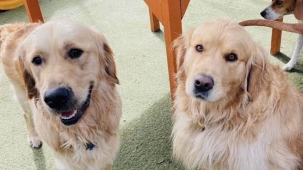Pet-friendly holidays are on the rise with Aussies looking for destinations they can take their furry companions