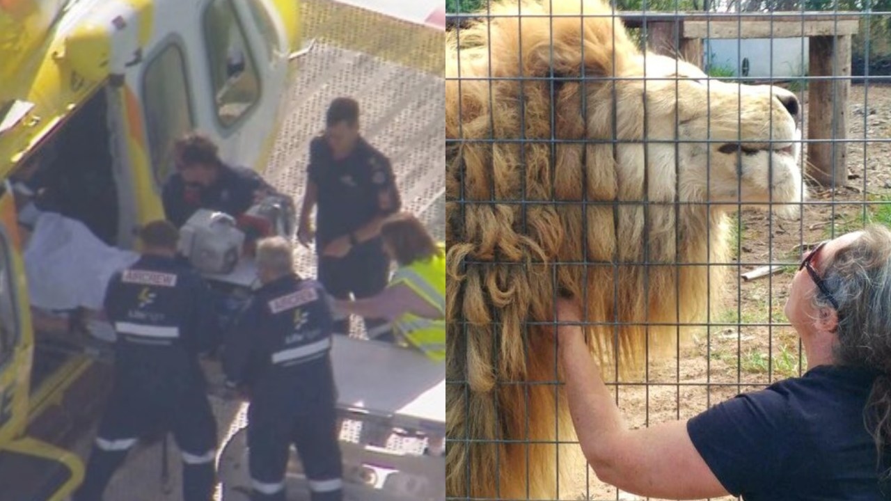 Woman rushed to hospital after lion tears off her arm at Darling Downs Zoo