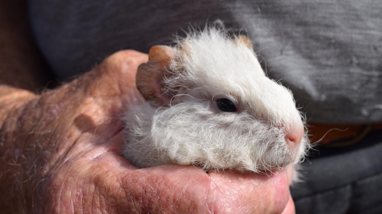 WA prisoners caught eating guinea pigs from Perth animal shelter