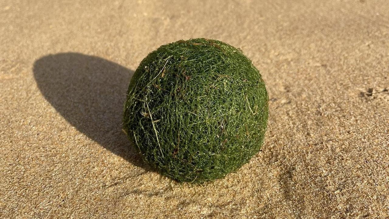 Mystery green balls wash up on NSW beach, believed to be marimo 'Neptune Balls'