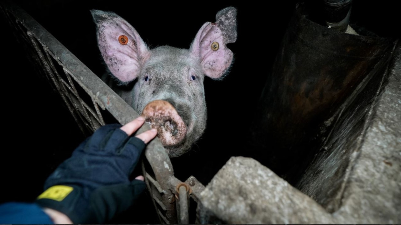 RSPCA probes conditions on South Australian pig farm after shocking images emerge