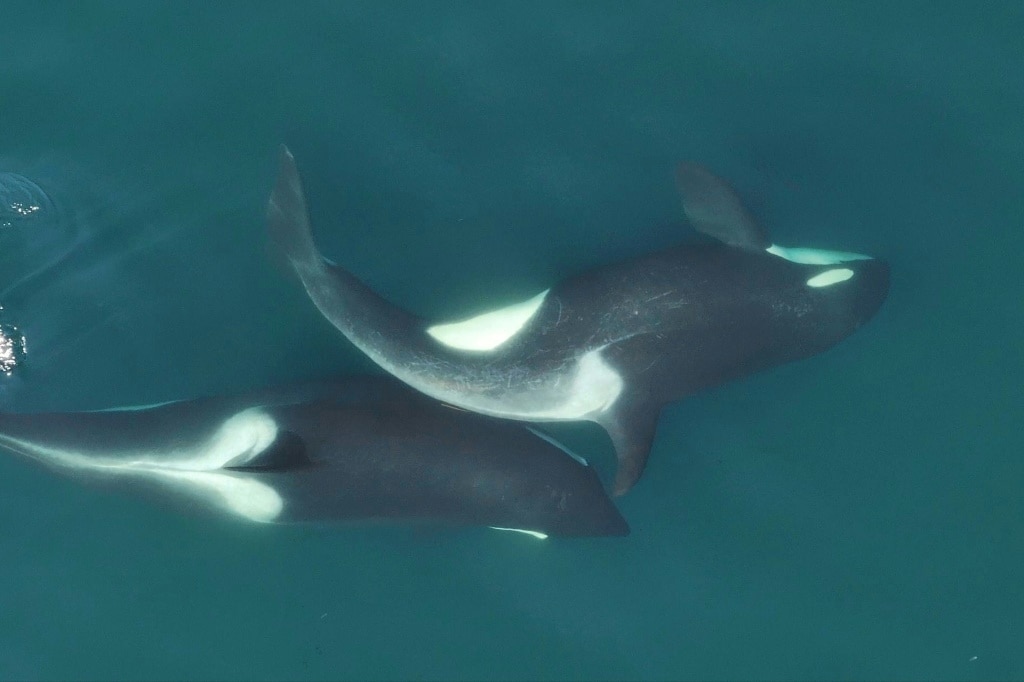 Killer whales spotted grooming each other with seaweed