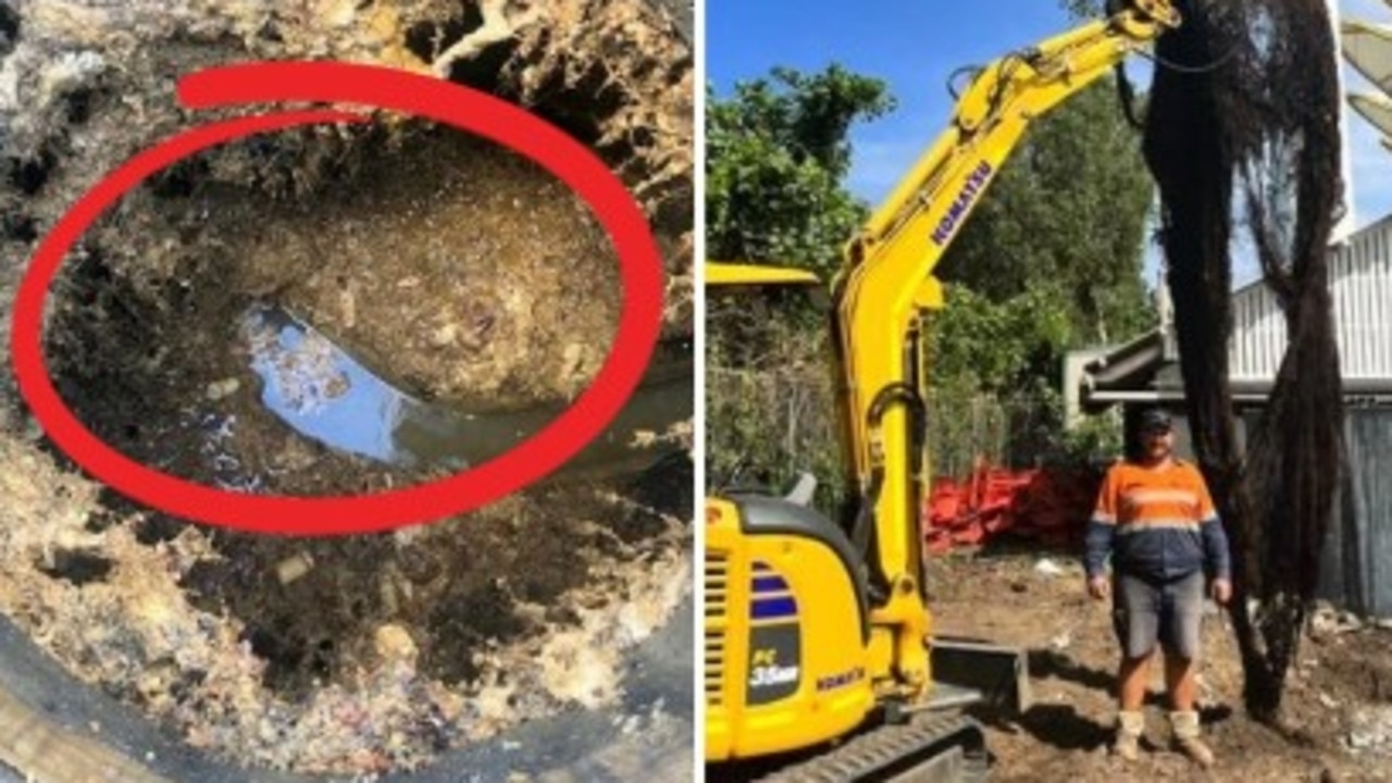 Homeowners warned as 5.5m invasive monster ripped from yard