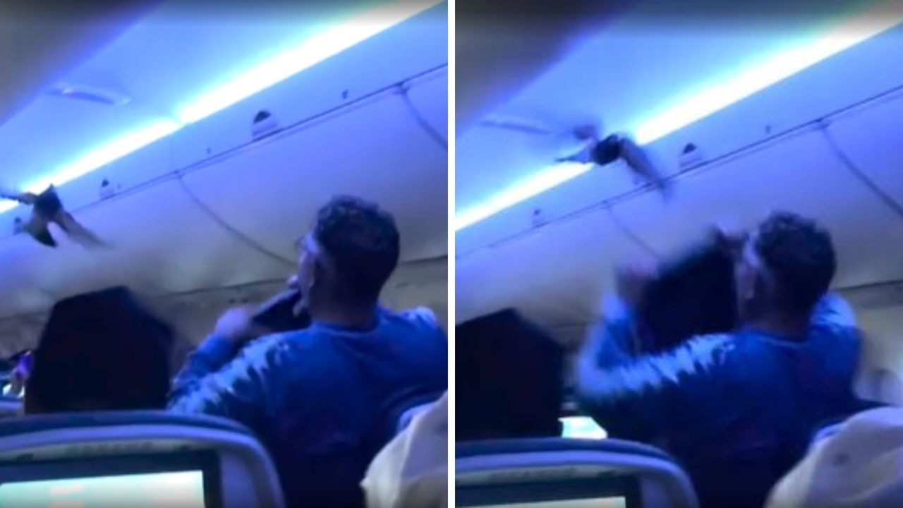 Flight thrown into chaos as stowaway pigeons storm cabin