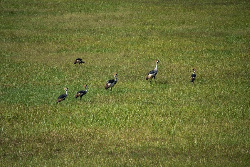 Rwandan awarded for saving grey crowned cranes