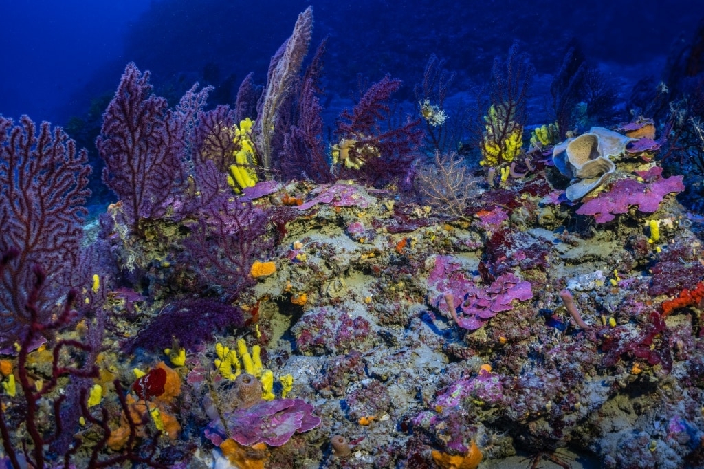 Coral-rich Greek archipelago hopes to gain from trawler ban