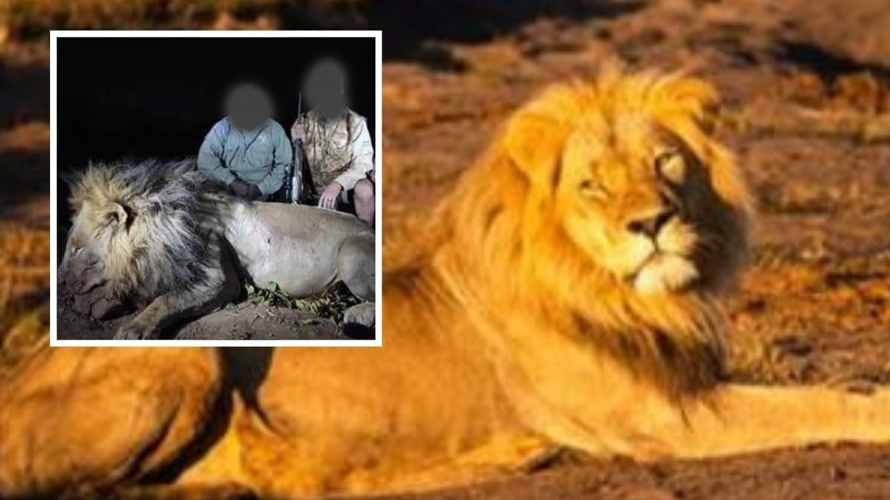 Legendary lion Blondie killed by trophy hunters, leaving behind ten cubs