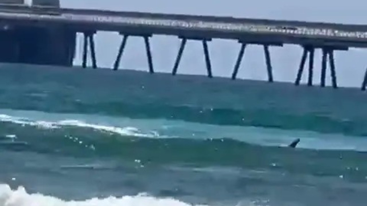 Diver believed to have been killed in shark attack filmed by helpless beachgoers on Israel coast: ‘They're biting me!'