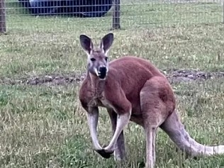 Brother of South Carolina petting zoo owner apparently killed by kangaroo after stepping into its pen to ‘roughhouse' with it