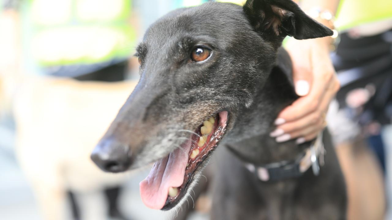 Tasmania government to end funding for greyhound racing by 2029