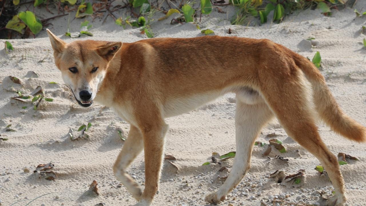 Dingo found ‘deliberately decapitated' after being hit by car on K'gari