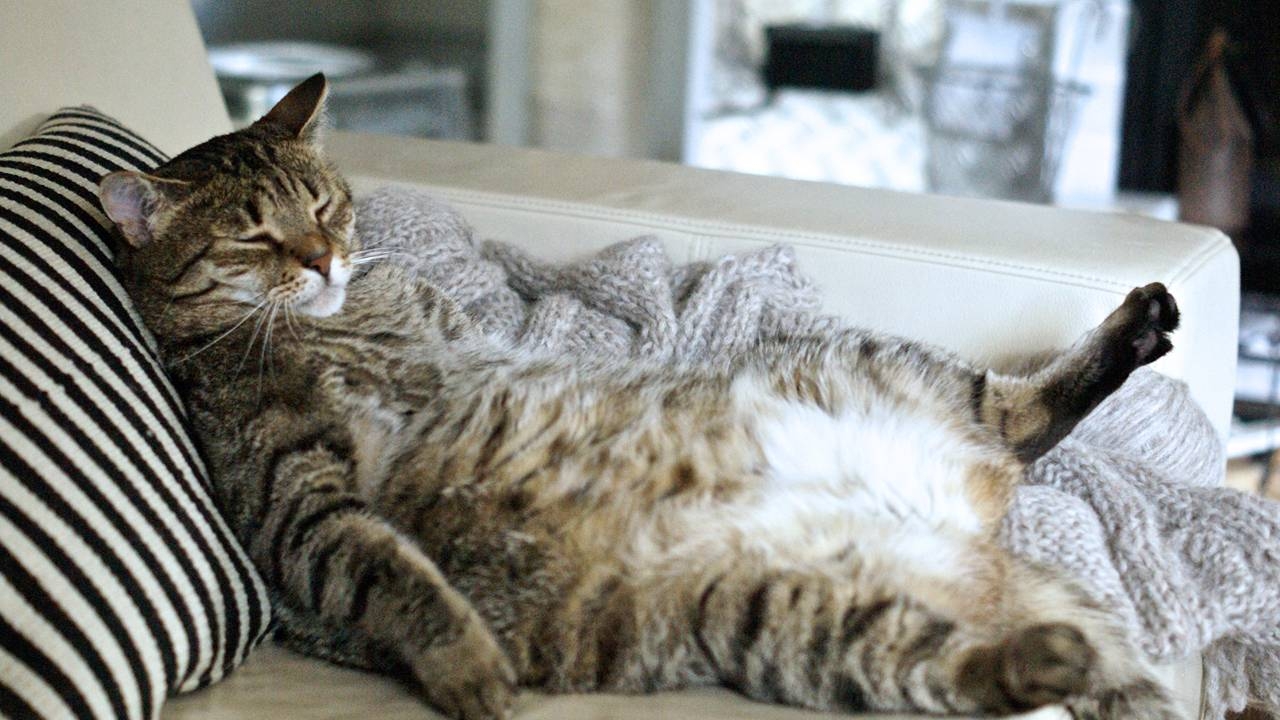 Health Check: On Garfield the Cat Day, the biotech sector purrs with deals and breakthroughs