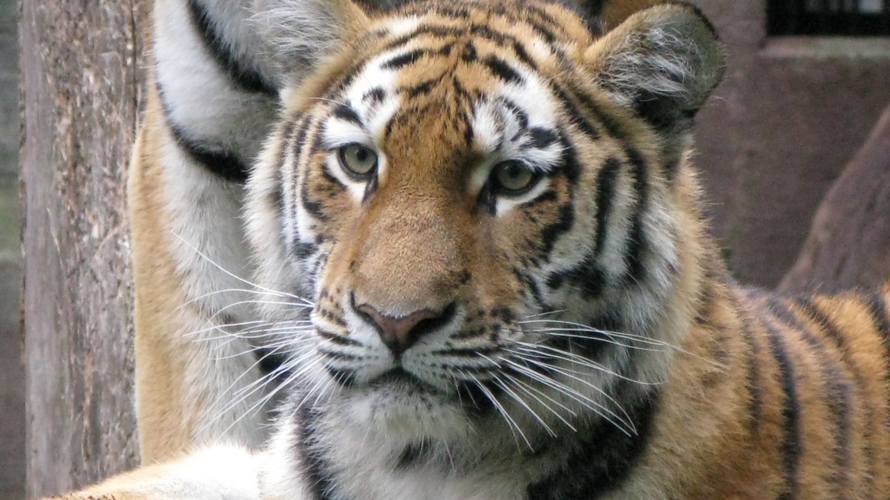 'Gently euthanised': Denmark's Aalborg Zoo sparks backlash after launching appeal for 'unwanted pets' to feed its predators