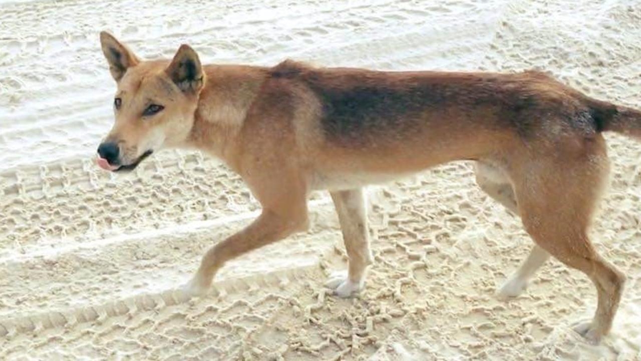 Dingo stabbed after biting child, 9, on heritage-listed K'gari off central Queensland coast