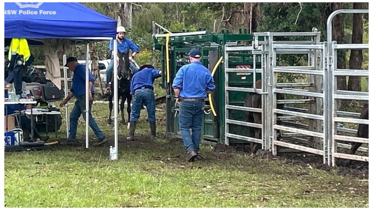 Man arrested for allegedly stealing thousands of dollars worth of wagyu semen and embryos in Grafton, NSW