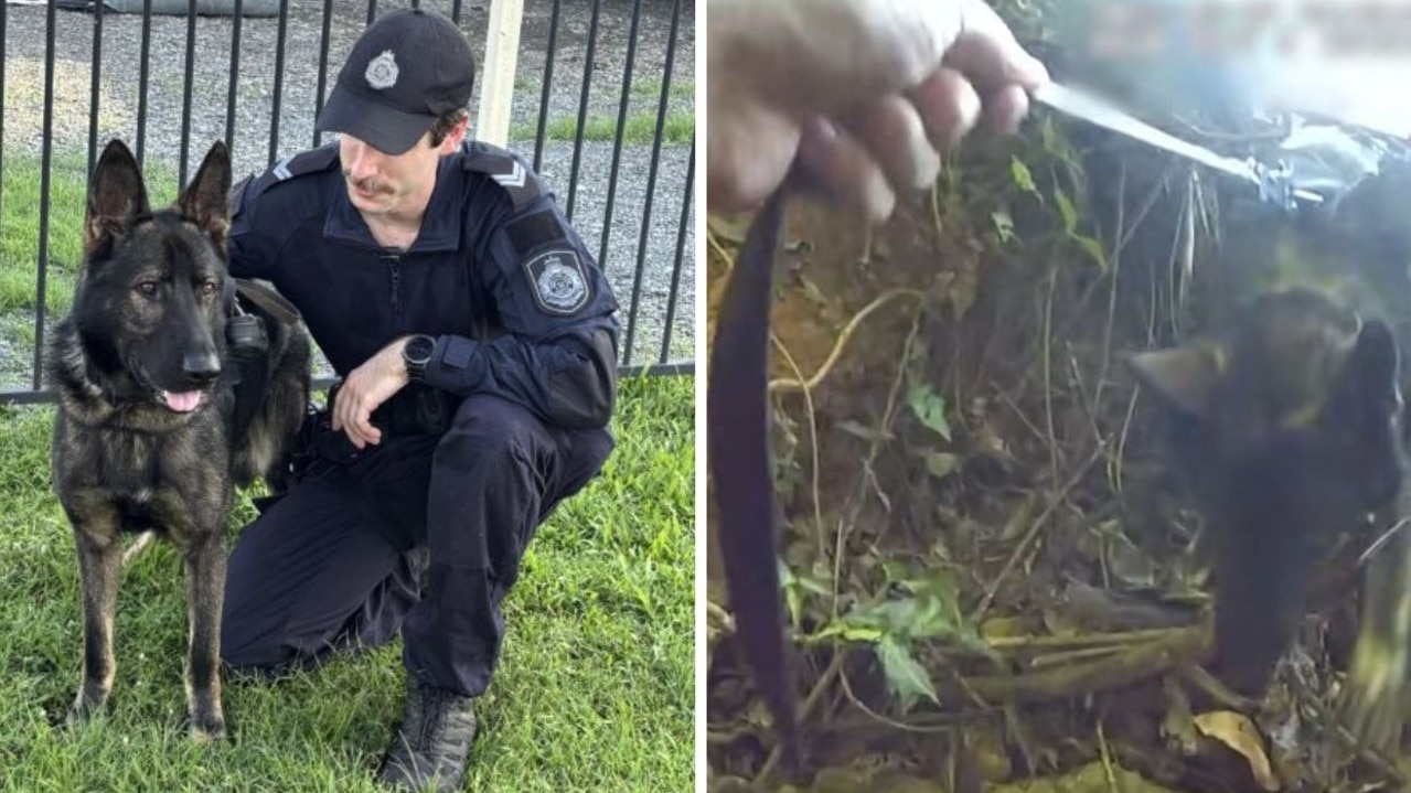 Epic moment police dog ‘DJ' tracks down teens