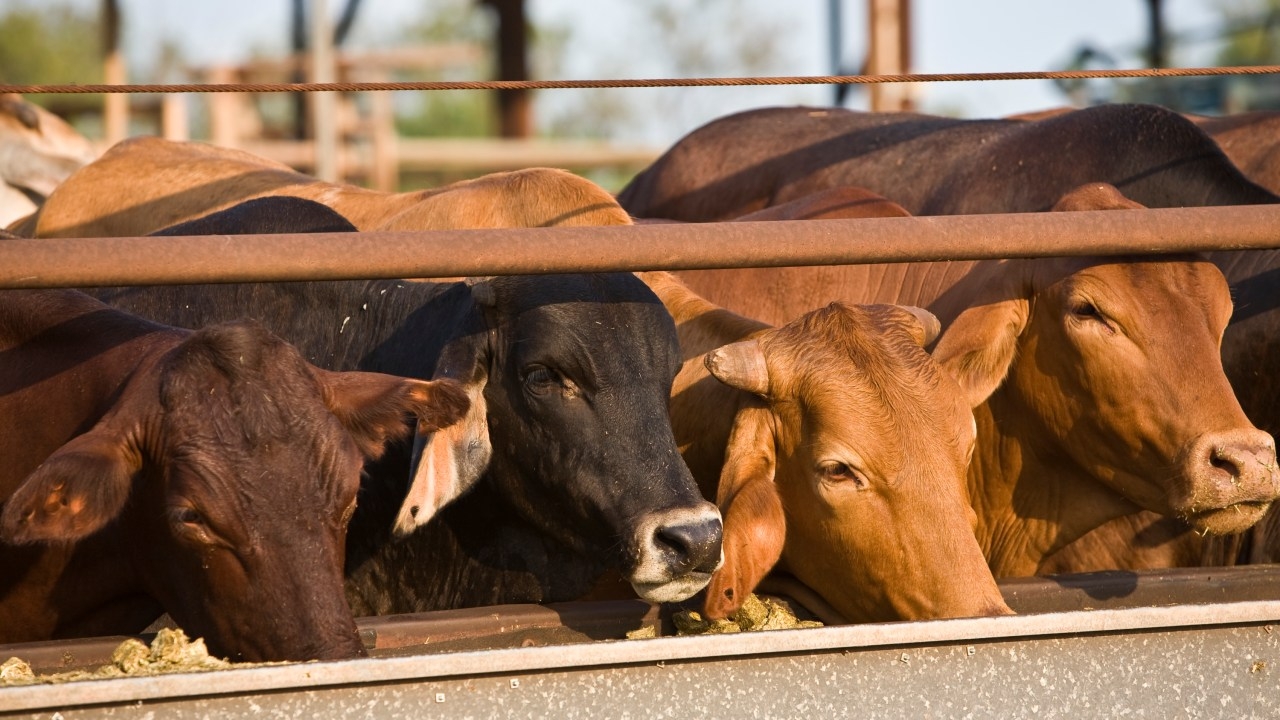 'Anti-farming' Labor lambasted after report emerges Albanese government is reviewing US beef ban for tariff negotiations