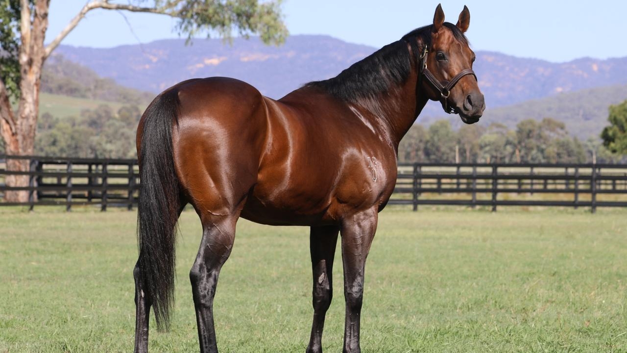 Qatar Bloodstock to sell share in super sire Zoustar at Inglis Digital online auction on Wednesday